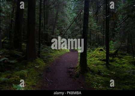 Una foresta scura sul Berg Lago Trail, Monte Robson, British Columbia, Canada Foto Stock