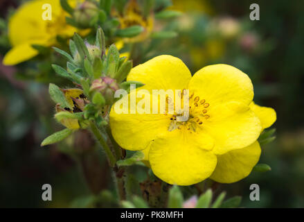 Potentilla fruticosa 'Sommerflor' (AKA arbustiva Cinquefoil 'Sommerflor'), un giallo folta arbusto caducifoglie in autunno nel West Sussex, in Inghilterra, Regno Unito. Foto Stock