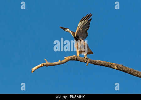 Uccello Rosso-tail hawk battenti in California Foto Stock