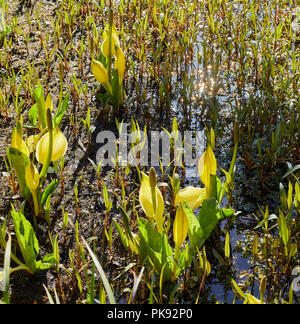 Sole di mattina brilla sull'acqua che circonda il fresco giallo crescente Skunk cavolo in Arduaine giardini. Argyll Foto Stock