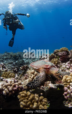 Un subacqueo prende le foto di una tartaruga embricata nell'acqua chiara a Rangiroa Atoll, Tuamotus, Polinesia Francese Foto Stock