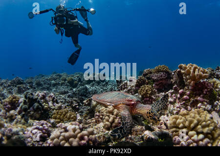 Un subacqueo prende le foto di una tartaruga embricata nell'acqua chiara a Rangiroa Atoll, Tuamotus, Polinesia Francese Foto Stock