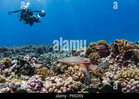 Un subacqueo prende le foto di una tartaruga embricata nell'acqua chiara a Rangiroa Atoll, Tuamotus, Polinesia Francese Foto Stock