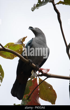 Il rischio ed endemiche Marquesan imperiale-pigeon, Ducula galena, sull'isola di Nuku Hiva, Marquesas, Polinesia Francese Foto Stock