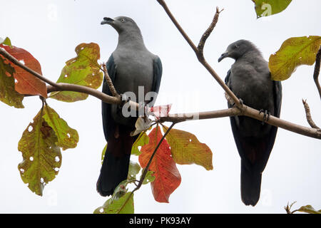 Il rischio ed endemiche Marquesan imperiale-pigeon, Ducula galena, sull'isola di Nuku Hiva, Marquesas, Polinesia Francese Foto Stock