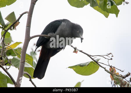 Il rischio ed endemiche Marquesan imperiale-pigeon, Ducula galena, sull'isola di Nuku Hiva, Marquesas, Polinesia Francese Foto Stock