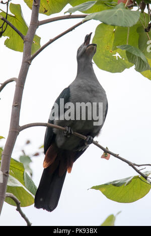 Il rischio ed endemiche Marquesan imperiale-pigeon, Ducula galena, sull'isola di Nuku Hiva, Marquesas, Polinesia Francese Foto Stock