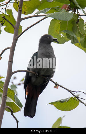 Il rischio ed endemiche Marquesan imperiale-pigeon, Ducula galena, sull'isola di Nuku Hiva, Marquesas, Polinesia Francese Foto Stock