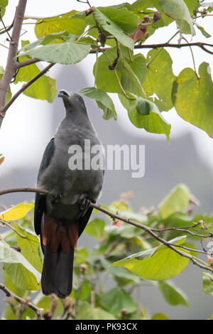 Il rischio ed endemiche Marquesan imperiale-pigeon, Ducula galena, sull'isola di Nuku Hiva, Marquesas, Polinesia Francese Foto Stock