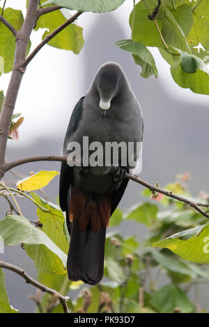 Il rischio ed endemiche Marquesan imperiale-pigeon, Ducula galena, sull'isola di Nuku Hiva, Marquesas, Polinesia Francese Foto Stock