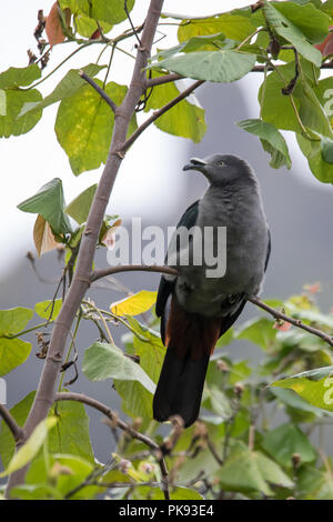 Il rischio ed endemiche Marquesan imperiale-pigeon, Ducula galena, sull'isola di Nuku Hiva, Marquesas, Polinesia Francese Foto Stock