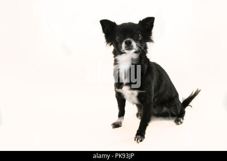 Bianco e nero chihuahua cane con orecchie bloccata stitting fuori su uno sfondo bianco Foto Stock