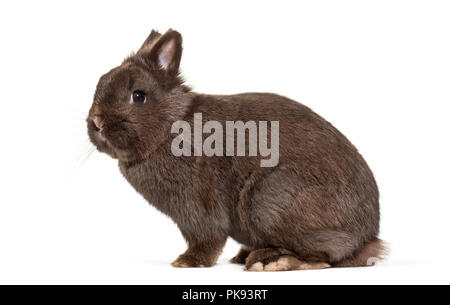 Coniglio nano, seduti contro uno sfondo bianco Foto Stock