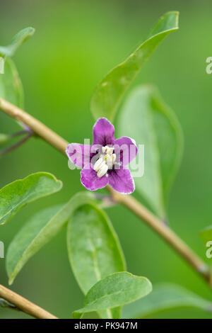 Lycium barbarum. Goji berry fiore. Regno Unito Foto Stock