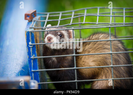 Un marrone ferret seduta all'interno di una piccola gabbia di fili pronto per ferret racing alla pianura giochi in Somerset Foto Stock