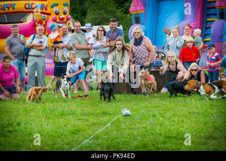 I proprietari di cani rilasciare i cani di piccola taglia che gara dopo esca tirato lungo a velocità in una competizione in pianura giochi in Somerset Foto Stock