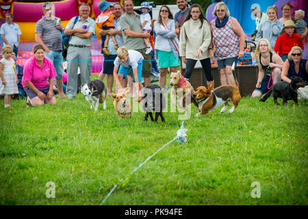 I proprietari di cani rilasciare i cani di piccola taglia che gara dopo esca tirato lungo a velocità in una competizione in pianura giochi in Somerset Foto Stock