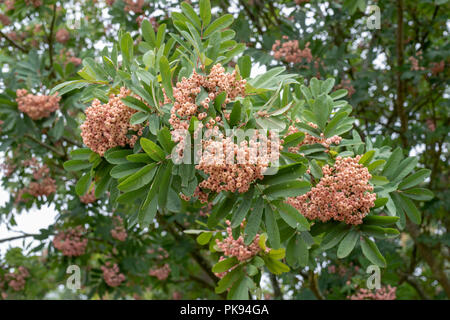 Sorbus bellona. Rowan tree bacche su un albero. Regno Unito Foto Stock