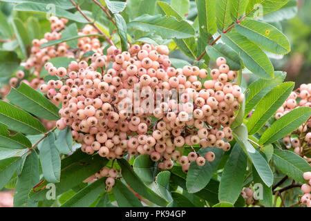 Sorbus bellona. Rowan tree bacche su un albero. Regno Unito Foto Stock