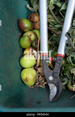 Tree sfrondatori e scarti da giardino da una mela e pera orchard a una ruota di Barrow. Regno Unito Foto Stock