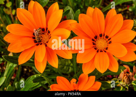 Gazania rigens ' Arancione Kiss ', Tesoro fiore, Ape su fiore Foto Stock