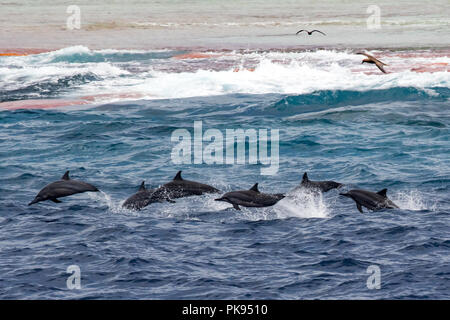 Un pod di delino salto lungo la barriera corallina di Millennium atollo in linea sud isole di Kiribati. Foto Stock