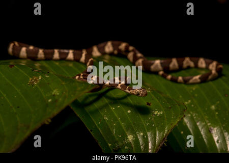 Una struttura ad albero bluntheaded snake Imantodes cenchoa) dal vicino parco nazionale del Manu in Perù. Questo è uno dei più comuni serpenti del Rio delle Amazzoni e i tropici. Foto Stock