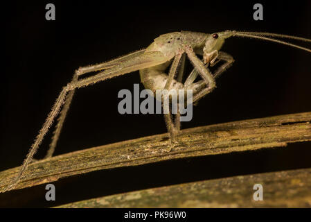 Un katydid contorte in una insolita pongono nel South American jungle. Foto Stock