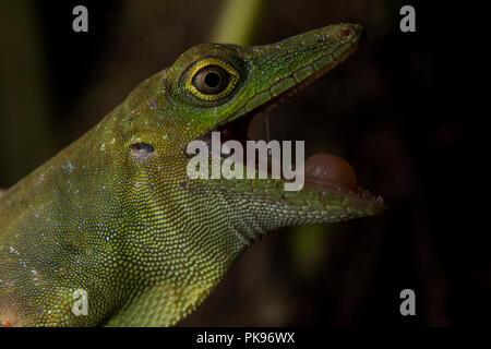 Un arrabbiato Amazon spotted anole (Anolis punctatus) apre la sua bocca in una minaccia display. Foto Stock