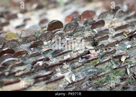 Le monete in un desiderio Tree Tree - St Nectans Glen, Cornwall Regno Unito Foto Stock