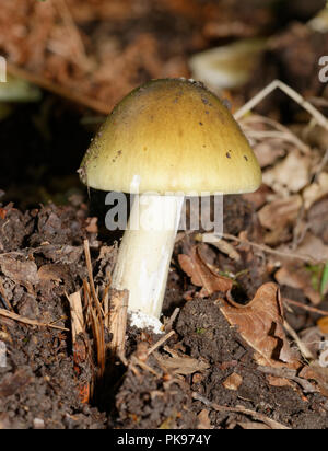 Tappo di morte funghi - Amanita phalloides crescente nella Foresta di Dean bosco di querce Foto Stock