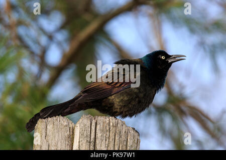 Grackle comune (Quiscalus quiscula) Foto Stock