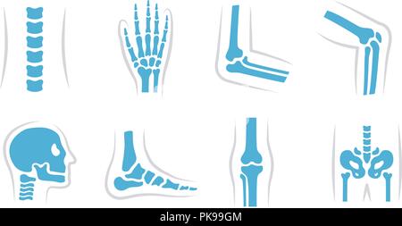 Set di vettore del ginocchio, gamba, bacino, scapola, cranio, gomito, piede, mano e altre icone. Ortopedia e lo scheletro di simboli su sfondo bianco. Articolazioni umane e le ossa. Illustrazione Vettoriale