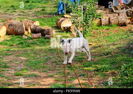 Bull Terrier passeggiate nel giardino, cane bianco. Un bel cane è riprodotto sul giardino. Foto Stock