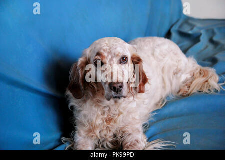 Setter inglese cane. Il bellissimo cane ama il letto blu, in posa davanti alla telecamera. Foto Stock