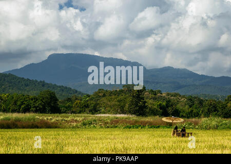 Giovane seduto sotto ombrellone in campo in Chiang Mai Thailandia Foto Stock