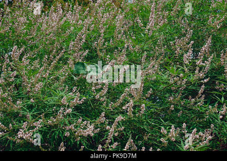 Casto tree (Vitex agnus-castus). Chiamato Vitex, Chasteberry, Abramo IL BALM, Lilla Chastetree e del monaco anche pepe. Foto Stock