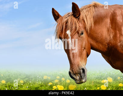 Testa di cavallo isolato con cielo blu Foto Stock