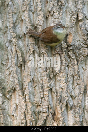 Casa Wren :: Troglodytes aedon Foto Stock