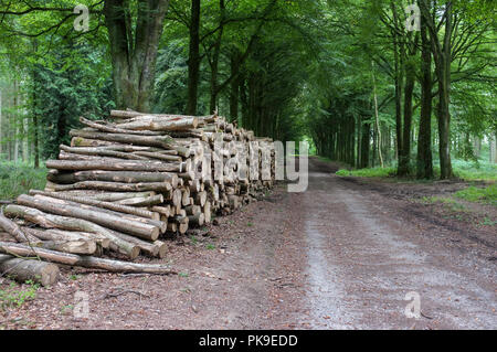 Ordinatamente impilati appena tagliato il legno in boschi Grovely vicino a Wilton Wiltshire, Inghilterra. 2018. Foto Stock