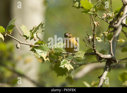 Femmina Rigogolo di Baltimora. Baltimore Rigogolo :: Icterus galbula Foto Stock