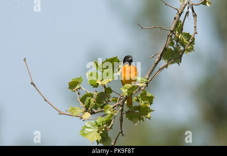 Maschio di Baltimore Rigogolo. Baltimore Rigogolo :: Icterus galbula Foto Stock