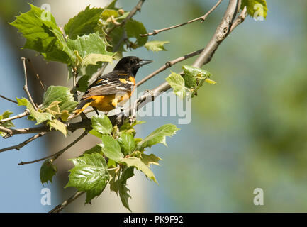 Maschio di Baltimore Rigogolo. Baltimore Rigogolo :: Icterus galbula Foto Stock