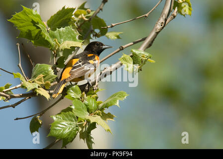 Maschio di Baltimore Rigogolo. Baltimore Rigogolo :: Icterus galbula Foto Stock