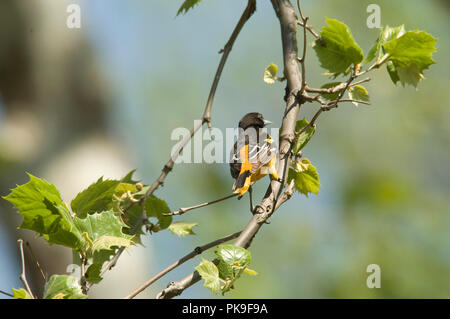 Maschio di Baltimore Rigogolo. Baltimore Rigogolo :: Icterus galbula Foto Stock