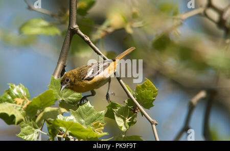 Femmina Rigogolo di Baltimora. Baltimore Rigogolo :: Icterus galbula Foto Stock