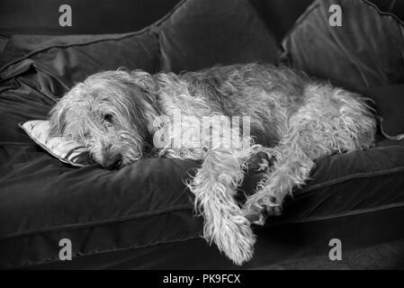 Il Monte Athos il dolce griffon Sonnecchia sul divano Foto Stock