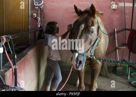 Bambina la pulizia di un cavallo in maneggio Foto Stock