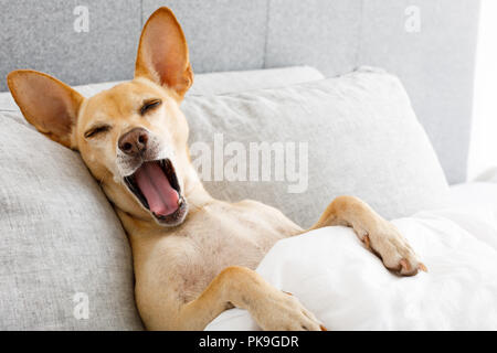 Cane in riposo a letto e sbadigliamento , di sognare in camera da letto sotto la coperta , molto stanco o malato e malato Foto Stock