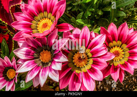 Gazania rigens ' le sfumature rosa ', Tesoro fiore Foto Stock